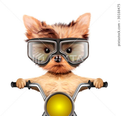 Funny biker dog sitting on a chopper. 30188475