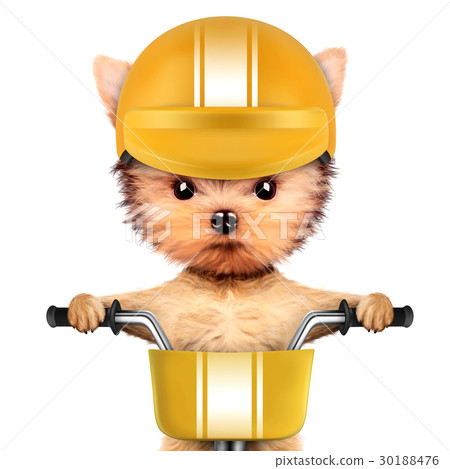 Funny racer dog with bike and helmet 30188476