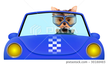 Funny puppy in the cabriolet with aviator goggles 30188483