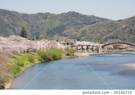 Scenery of cherry blossoms and Kintaikyo bridge 30188558