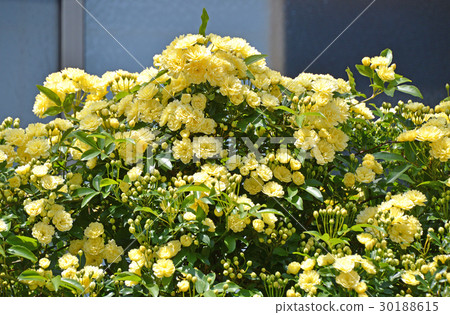 Mockybara(紅木) Mockybara(紅木) 30188615