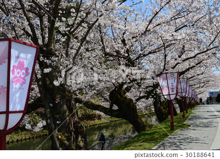 Hirosaki Castle Cherry Blossom Festival outside moat Hirosaki Castle Cherry Blossom Festival outside moat 30188641