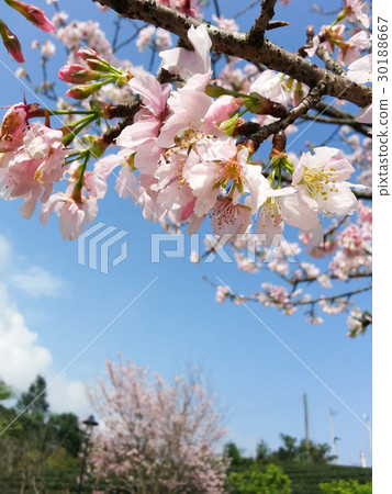 Cherry blossoms  30188667