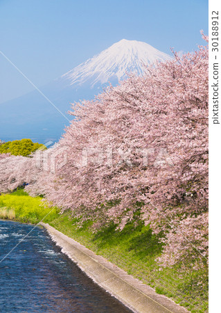 Mt. FUJYUJI River cherry tree 30188912