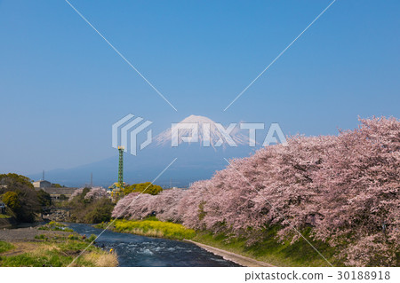 富士山河櫻花樹 30188918
