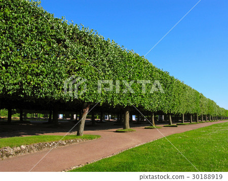Regular park, alley Regular park, alley 30188919