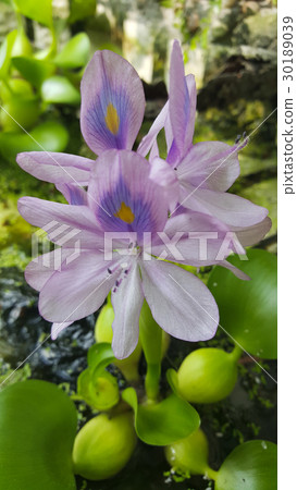 Bag lotus Bag lotus 30189039