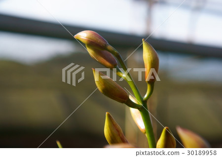Orchid planting 30189958