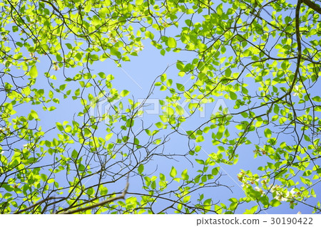 閃閃發光的山茱萸幼葉3 30190422