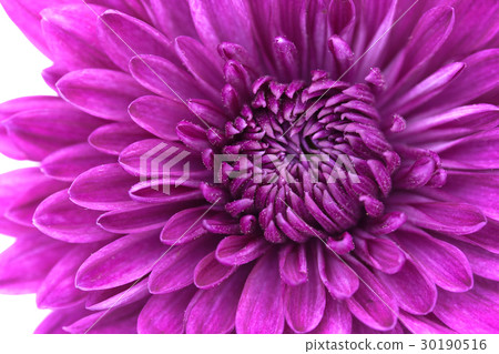 Closeup of violet Chrysanthemum Flower Background Closeup of violet Chrysanthemum Flower Background 30190516