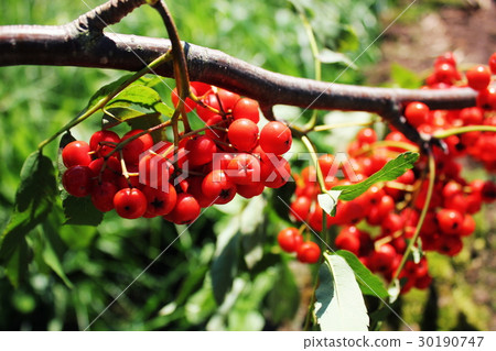 Sorbus aucuparia, rowan or mountain-ash with 30190747
