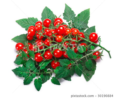 Tomatoes (Solanum pimpinellifolium), paths 30190884
