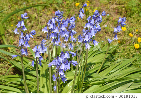 Schiller Campanula Schiller Campanula 30191015