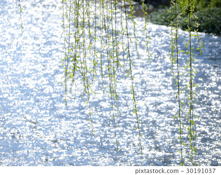 白川的風景 30191037