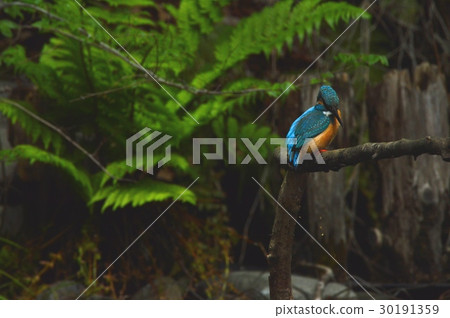 Mountain stream jewel "Kingfisher (male)" (Negawa Greenery Road / Tachikawa Park / Tachikawa City, Tokyo) 30191359