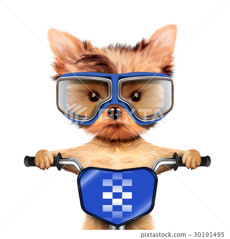 Funny racer dog with bike and aviator googles 30191495