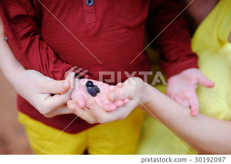Female and her helper working in olive grove Female and her helper working in olive grove 30192097