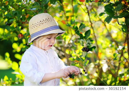 Cute toddler boy picking black currants in garden Cute toddler boy picking black currants in garden 30192154