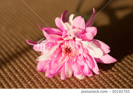 Flowers lay on the sofa with the late afternoon Flowers lay on the sofa with the late afternoon 30192785