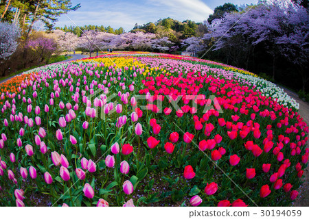 Hamamatsu Cherry Blossoms and Tulips at Flower Park Hamamatsu Cherry Blossoms and Tulips at Flower Park 30194059
