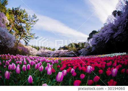 濱松櫻花和郁金香花公園 30194060