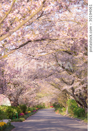 在花公園的濱松櫻桃隧道 在花公園的濱松櫻桃隧道 30194061