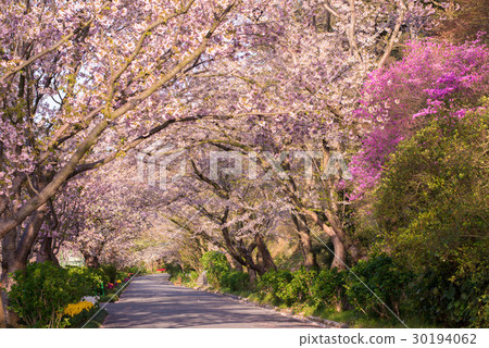 在花公園的濱松櫻桃隧道 在花公園的濱松櫻桃隧道 30194062