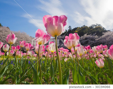 濱松櫻花和郁金香花公園 30194066