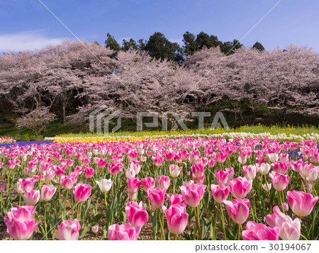 濱松櫻花和郁金香花公園 濱松櫻花和郁金香花公園 30194067