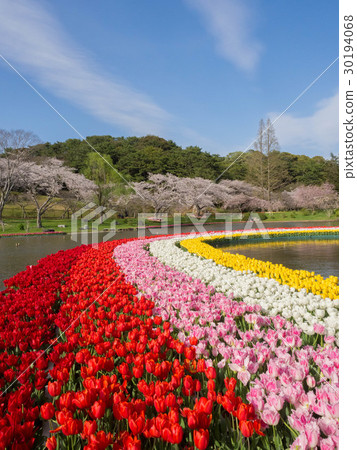 濱松櫻花和郁金香花公園 濱松櫻花和郁金香花公園 30194068