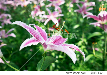 Lily flower Lily flower 30194326