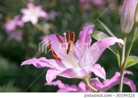 Lily flower 30194328