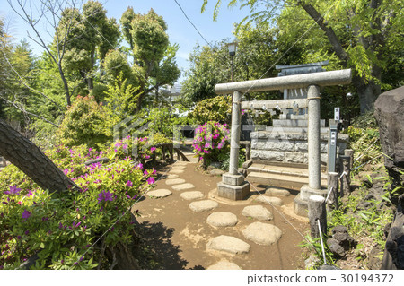 Hatonomori Hachiman Shrine in Sendagaya, Shibuya-ku, Tokyo 30194372