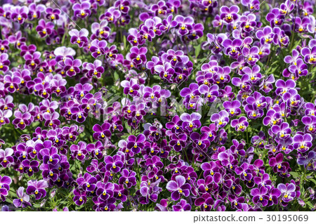 Viola Viola 30195069