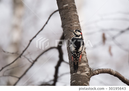 停在樹上餵養牠們 30195643