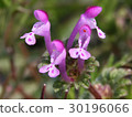 Lamium amplexicaule 30196066