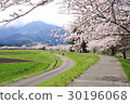 Small diameter of cherry blossoms 30196068