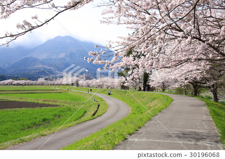 Small diameter of cherry blossoms Small diameter of cherry blossoms 30196068