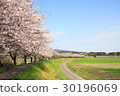 Cherry Blossoms 30196069