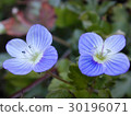 Spring flower  30196071