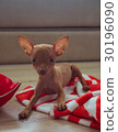 Cute miniature pinscher puppy 30196090