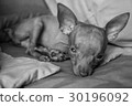 Cute miniature pinscher puppy 30196092
