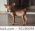 Cute miniature pinscher puppy 30196094
