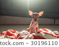 Cute miniature pinscher puppy 30196110