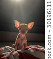 Cute miniature pinscher puppy 30196111