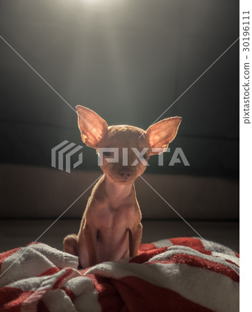 Cute miniature pinscher puppy 30196111