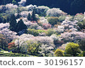 Flower contest 30196157