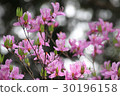Azalea azalea 30196158