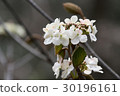 Hydrangea in the mountain 30196161