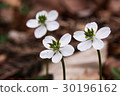 Mountain wild grass 30196162